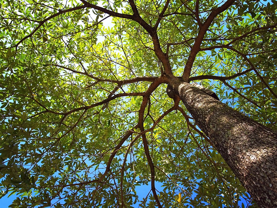 tree